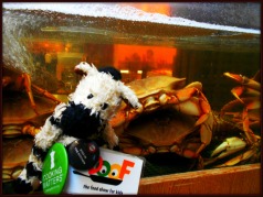ZeBot & the Crabs